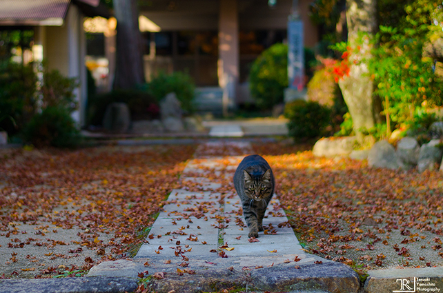 temple-cat-walking